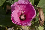 Rosemallow